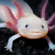 Image for article titled Mexico's axolotl 'water monster' may be extinct in the wild